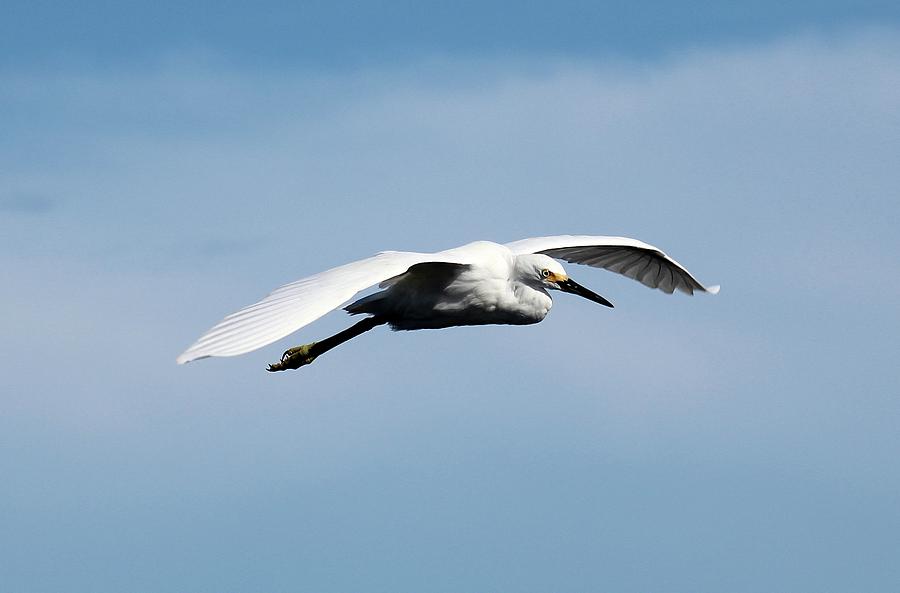 Egret in Flight Photograph by Robert Wilder Jr