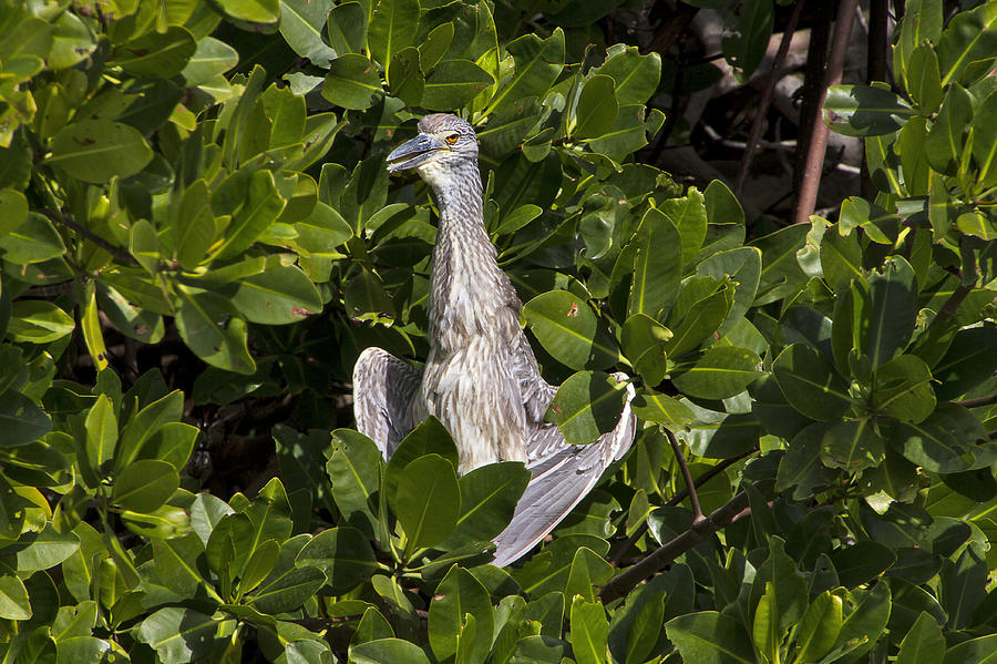Night Heron in Mangrove Photograph by Bob Slitzan