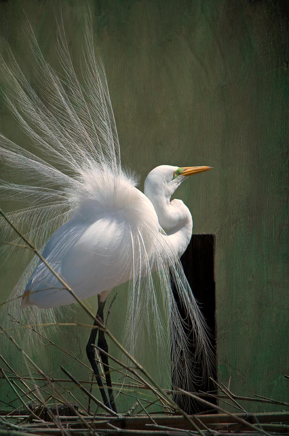 Egret in Mating Regalia Photograph by Bonnie Barry
