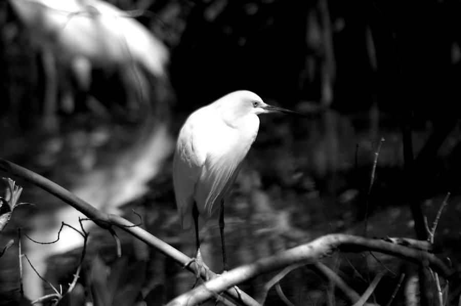 Egret In Monochrome Photograph by David Weeks