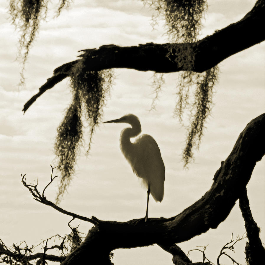 Egret in Morning Sun Photograph by Thomas Lovelace