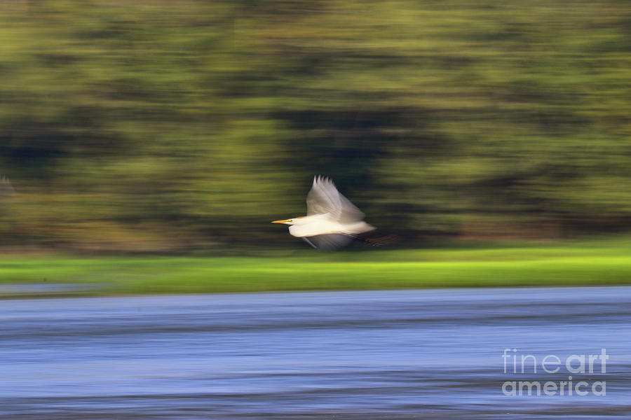 Egret in Motion 4170 Photograph by Jack Schultz