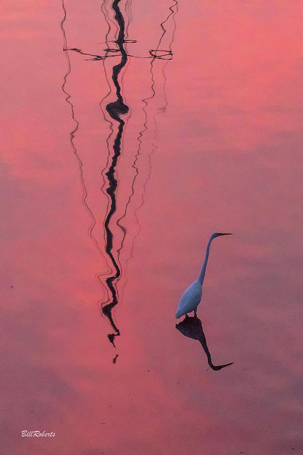 Egret In Pink II Photograph by Bill Roberts