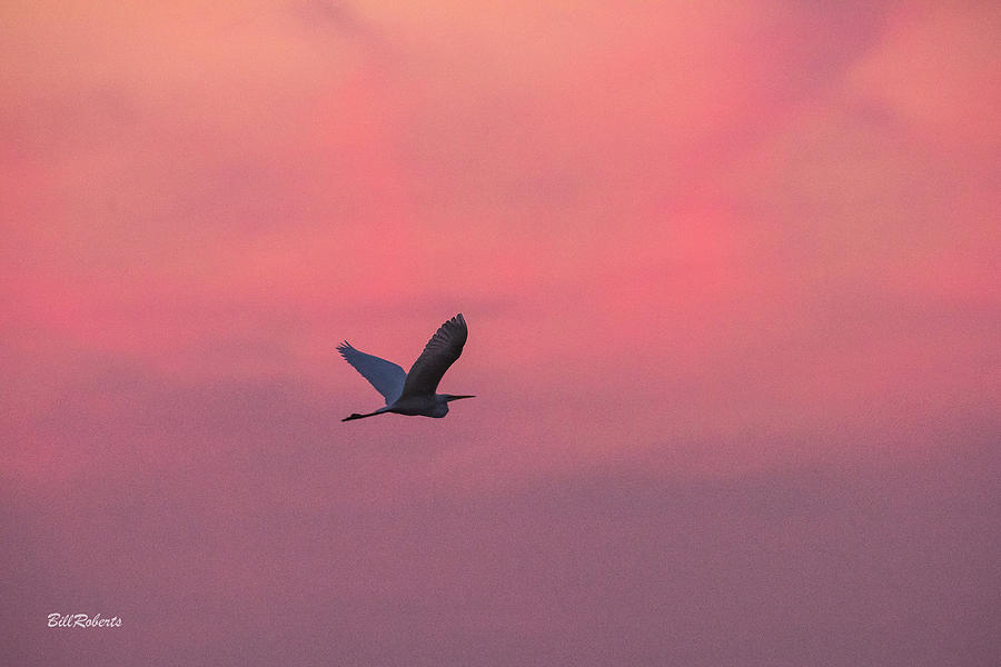 Egret In Pink III Photograph by Bill Roberts