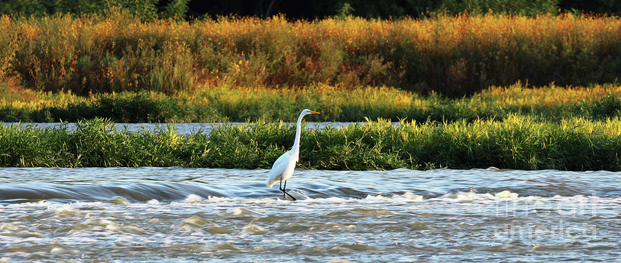 Egret in Rapids 5020 Photograph by Jack Schultz