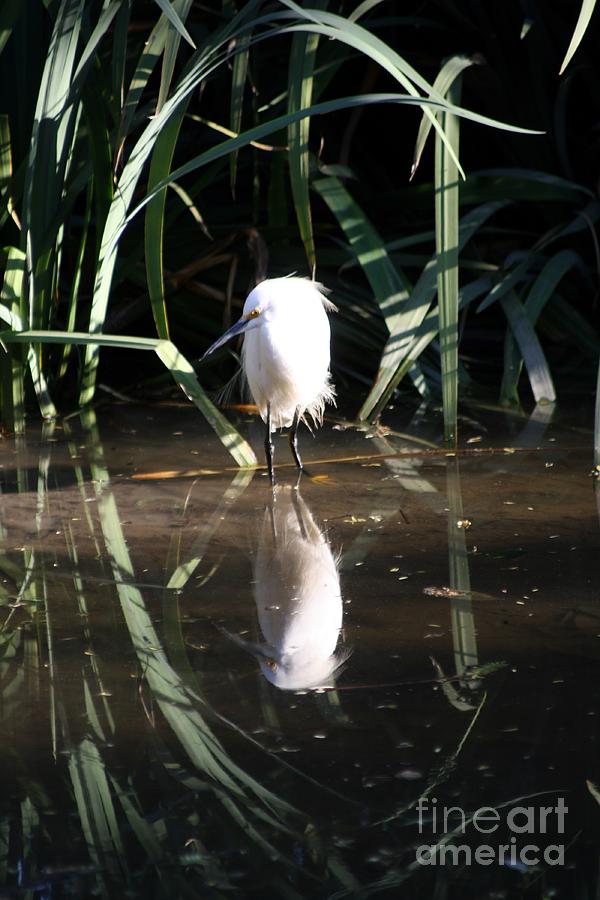 Egret in Reed Photograph by Balanced Art