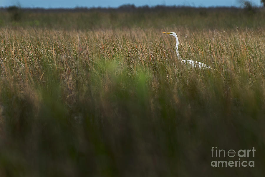 Egret in Swamp-1-0711 Photograph by Steve Somerville