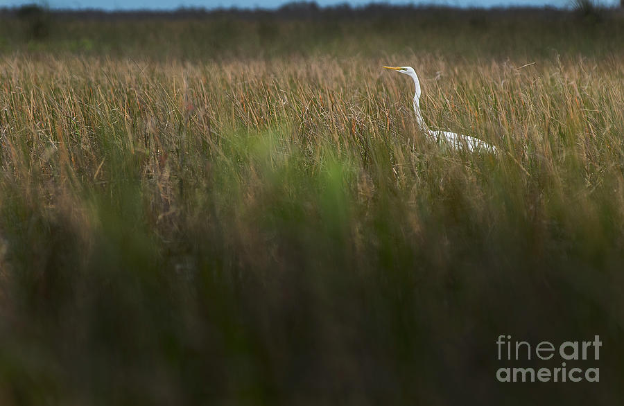 Egret in Swamp-2-0711 Photograph by Steve Somerville