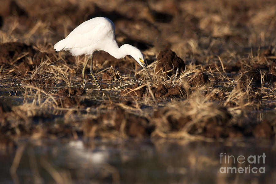 Egret in the dirt Photograph by Ruth Jolly
