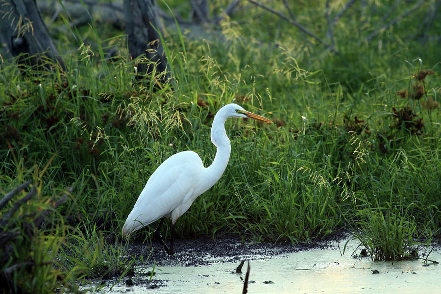 Egret in the Early morning Photograph by Jackson Pearson