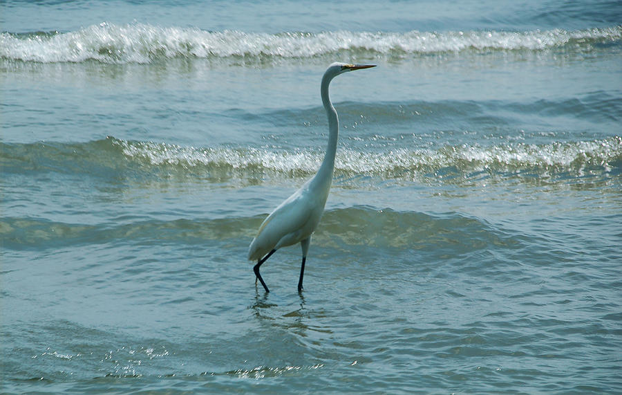 Egret in the Evening Photograph by Kathleen Stephens