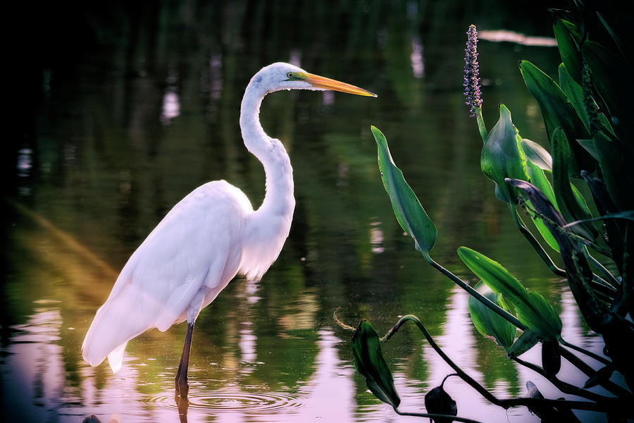 Egret in the Everglades  Photograph by Saija Lehtonen