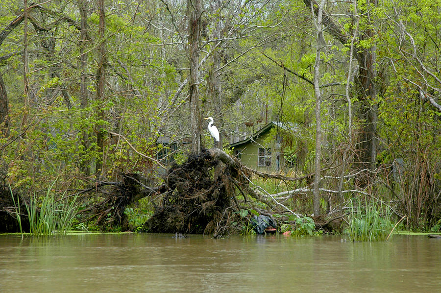 Egret In The Louisiana Wetlands Photograph