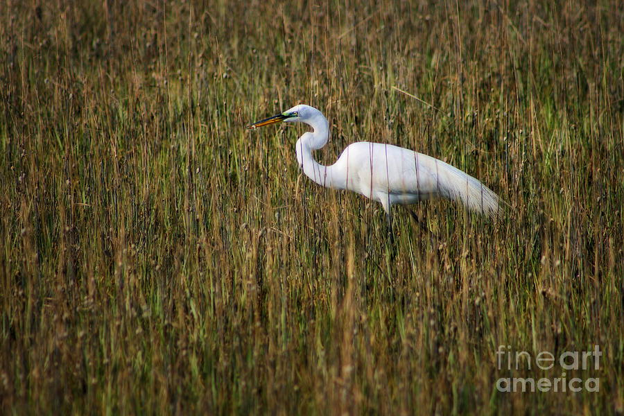 Egret in the Marsh Photograph by Angela Rath