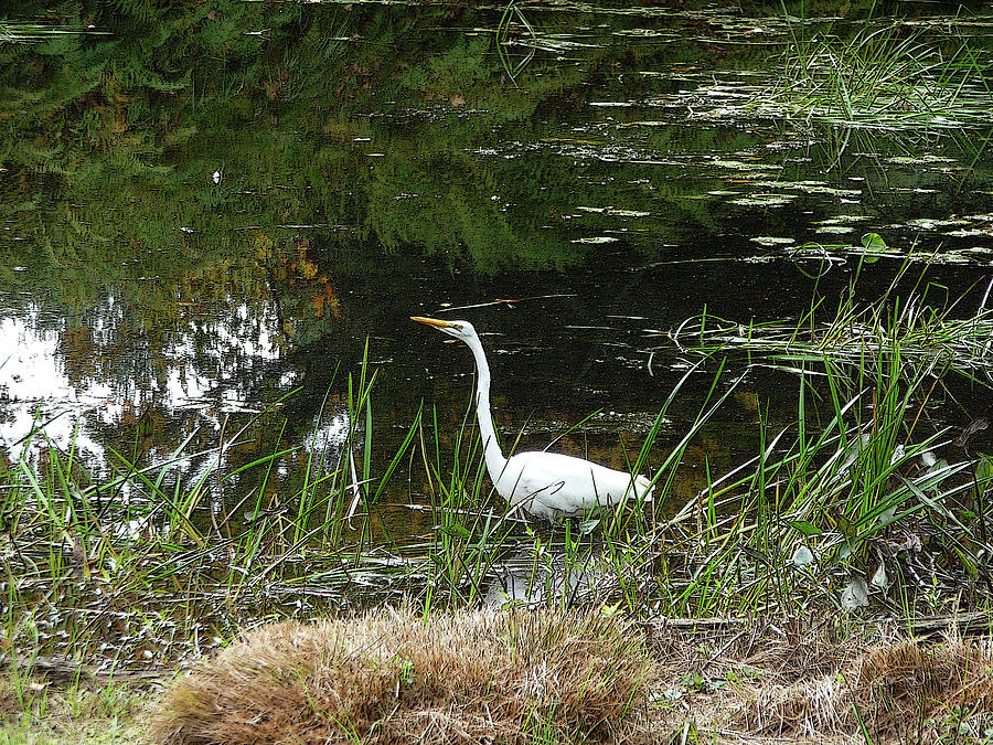 Egret in the Marsh Photograph by Margie Avellino
