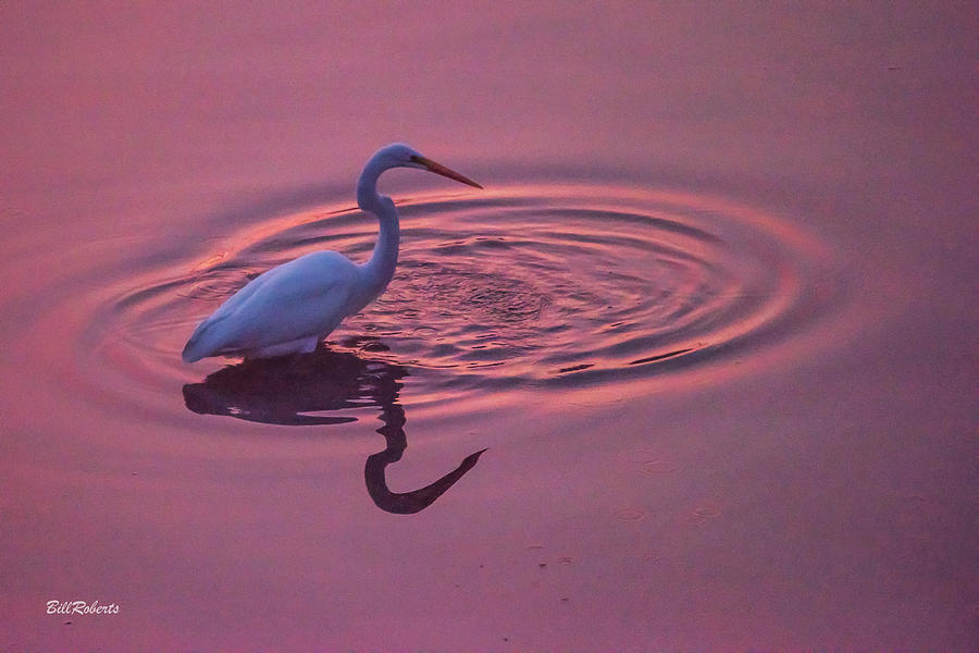Egret In the Pink I Photograph by Bill Roberts