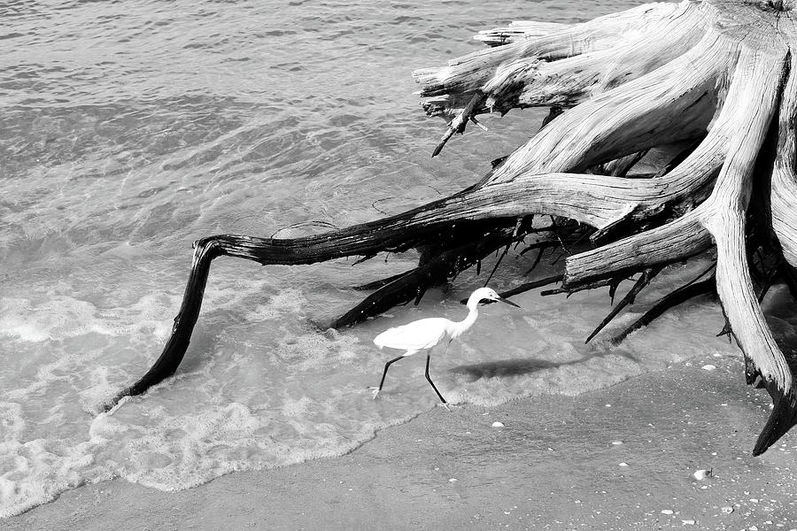 Egret in the Roots Photograph by Robert Wilder Jr