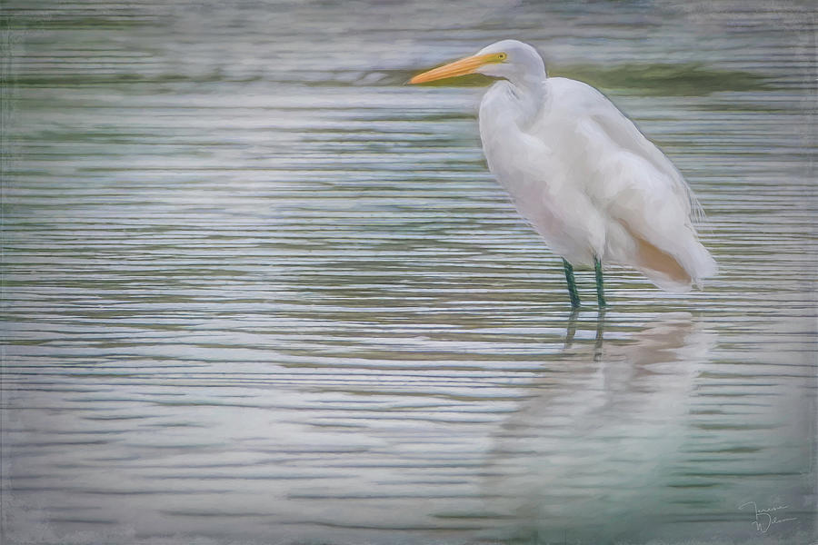 Egret in the Shallows Photograph by Teresa Wilson