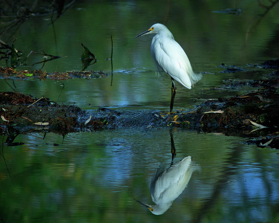 Egret Photograph - Egret in the stream by Carl Jackson