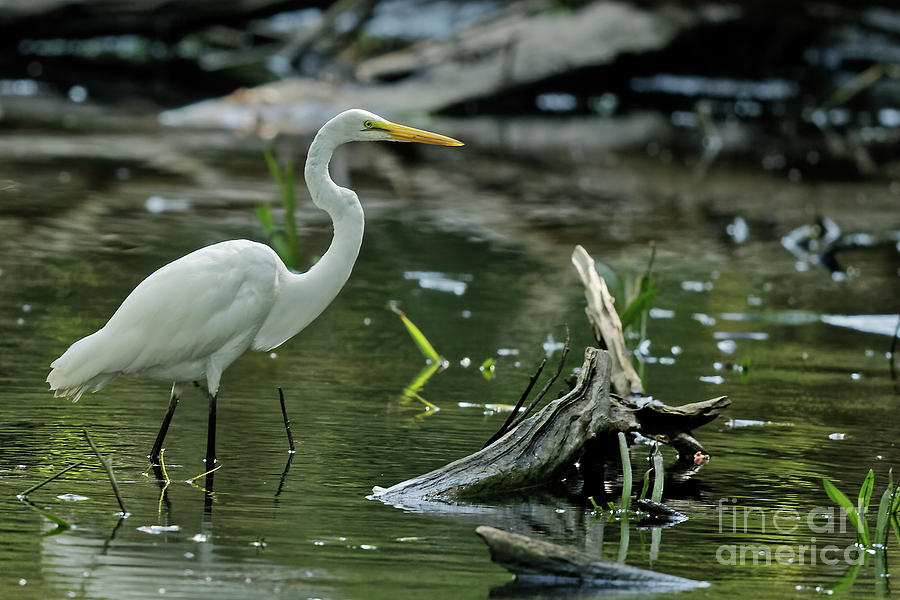 Egret in the Swamp Photograph by Natural Focal Point Photography