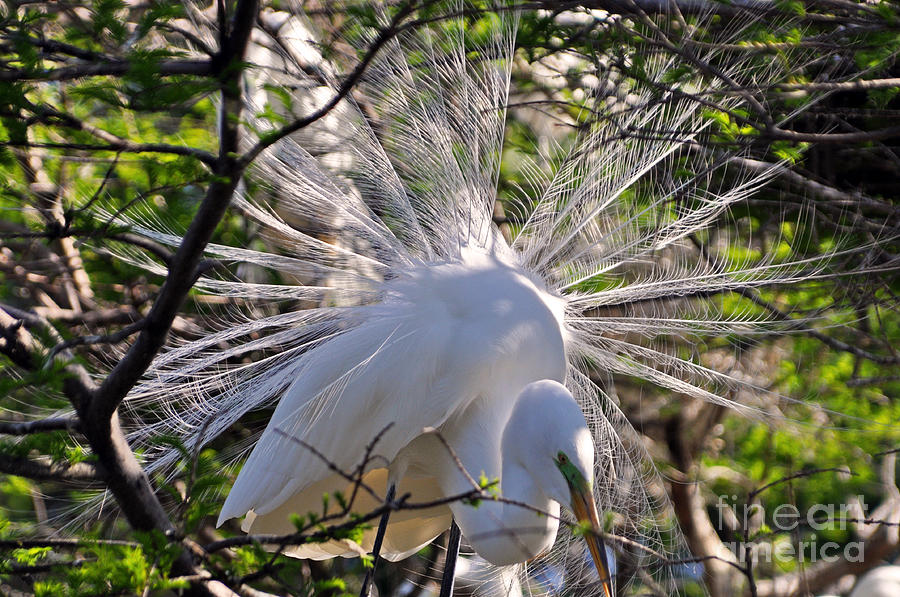 Egret Photograph - Egret In The Thicket by Lydia Holly