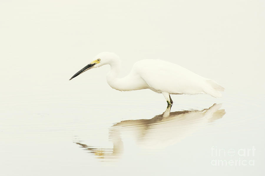 Egret in vanilla tones Photograph by Ruth Jolly