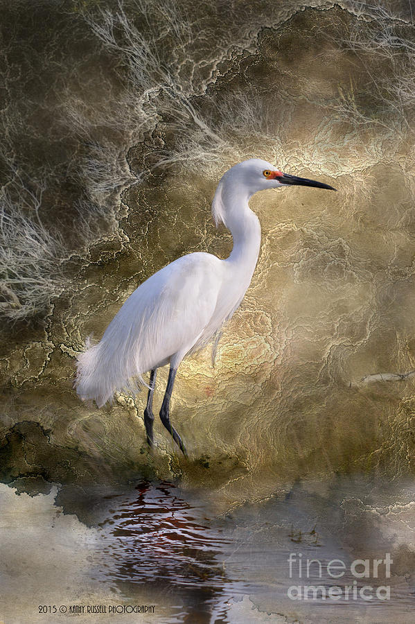 Egret Photograph by Kathy Russell