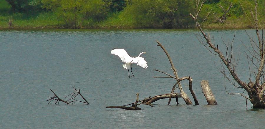 Egret Landing Photograph by Carl Moore