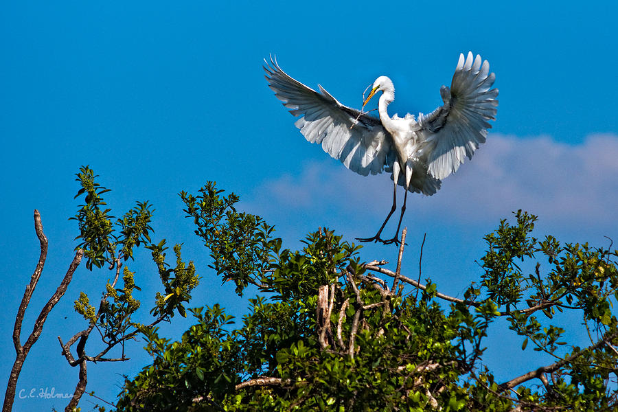 Egret Landing Photograph by Christopher Holmes