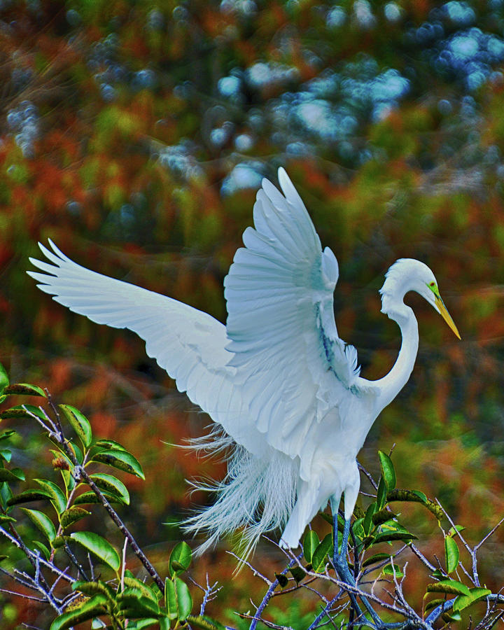 Egret Landing Photograph by Don Columbus