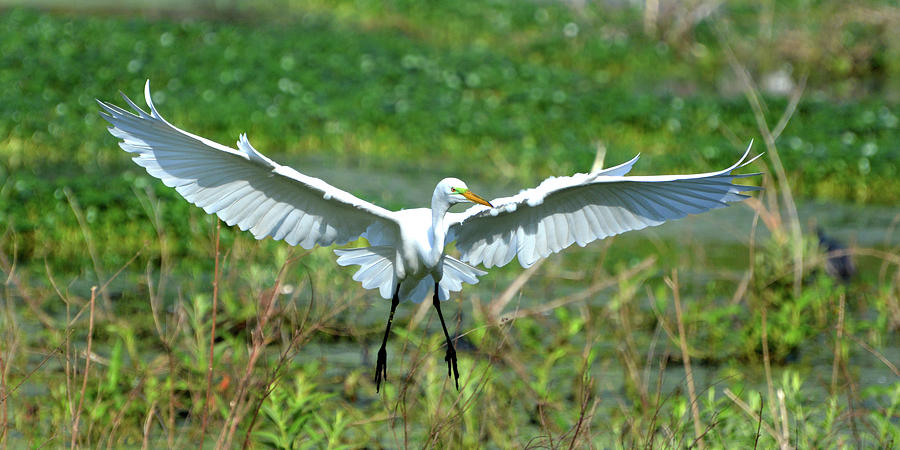 Egret Landing Photograph by Jerry Griffin