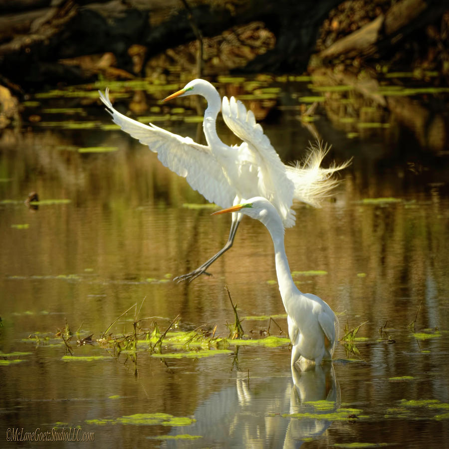Heron Photograph - Egret Landing by LeeAnn McLaneGoetz McLaneGoetzStudioLLCcom