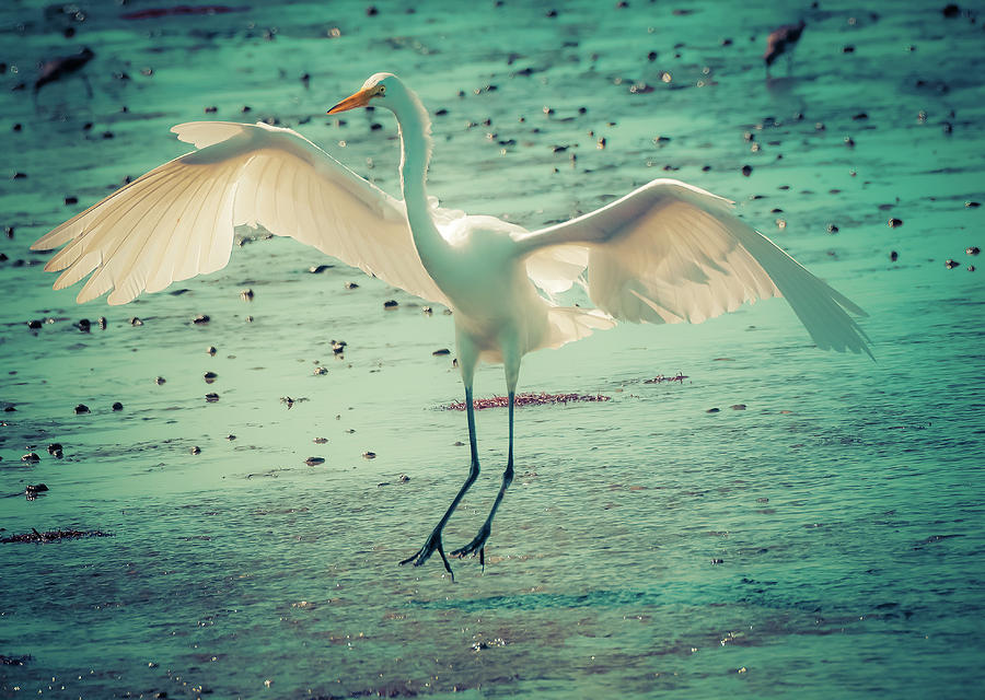 Egret Landing Digital Art by Melinda Dreyer