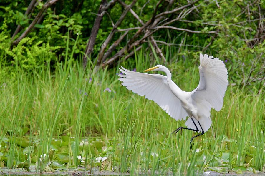 Egret Landing Photograph by Michael Peychich