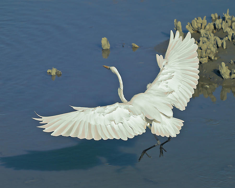 Egret Landing Photograph by Mike Covington