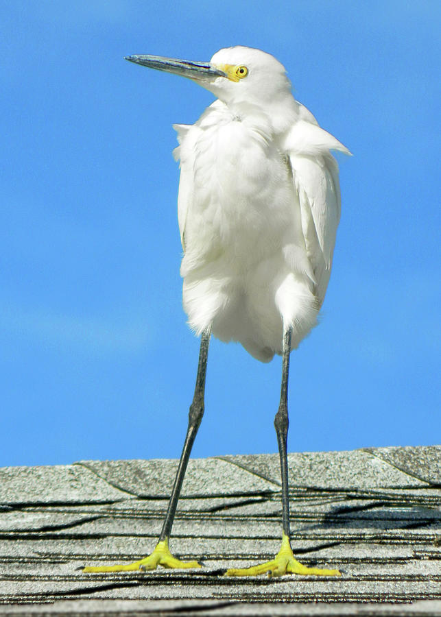 Egret Focused and Poised Photograph by Emmy Marie Vickers