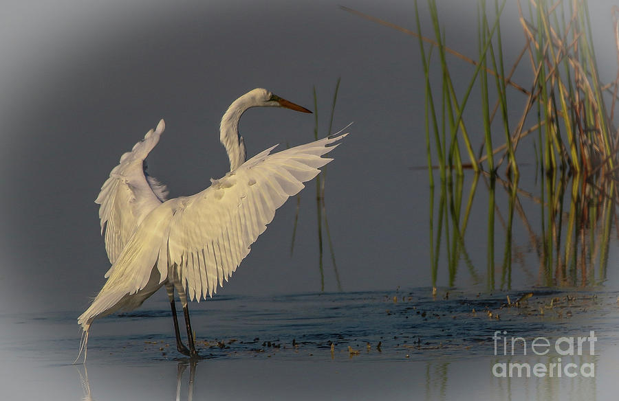 Egret Landing Photograph by Tom Claud