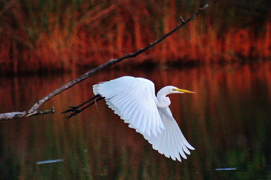 Egret Launches Photograph by Thomas McGuire