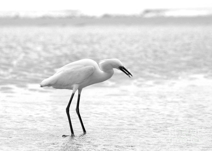 Egret Makes a Catch in Black and White Photograph by Angela Rath