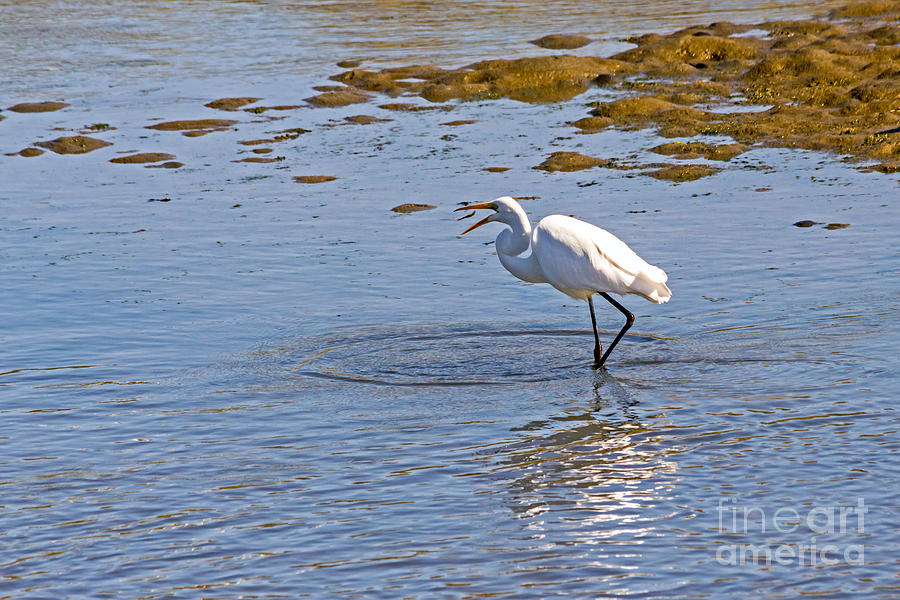 Egret Makes a Catch Photograph by Kate Brown