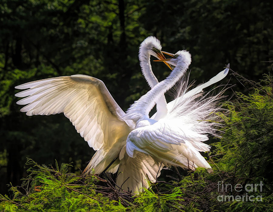 Egret Mating Dance Photograph By Paulette Thomas Fine Art America