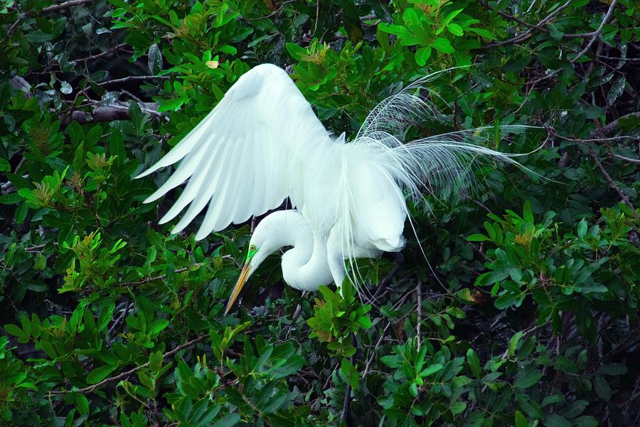 Egret Mating Display Photograph by Don Columbus