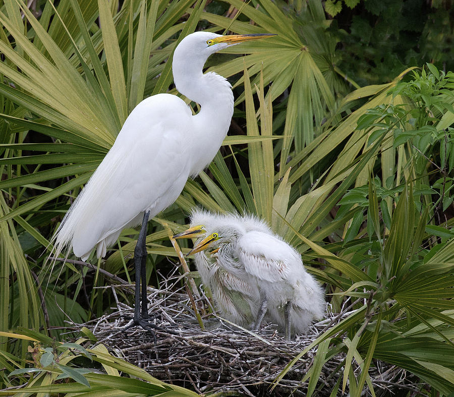 Egret Nest Photograph by Art Cole