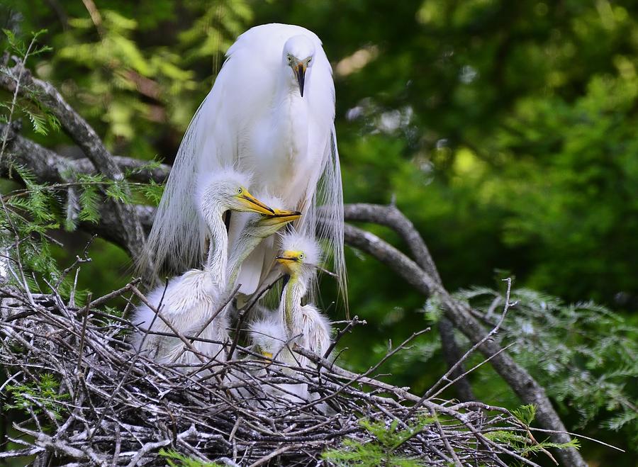 Egret nesting Photograph by Bill Hosford