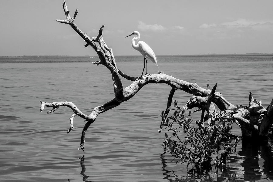 Egret on a Branch Over Tampa Bay Photograph by Robert Wilder Jr
