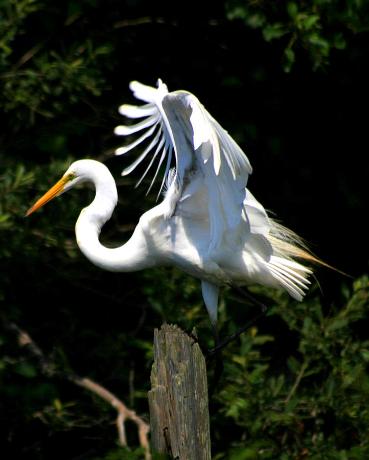 Egret on a Piling Photograph by Christopher J Kirby