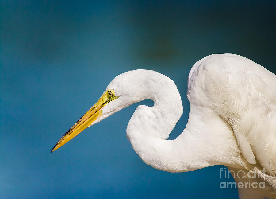 Egret On Blue Photograph by Robert Frederick