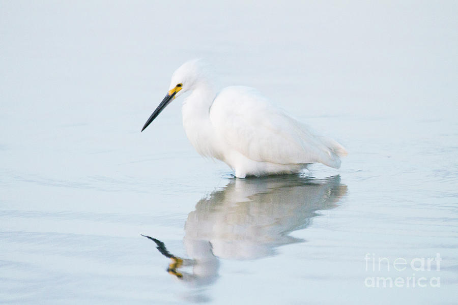 Egret on blue Photograph by Ruth Jolly