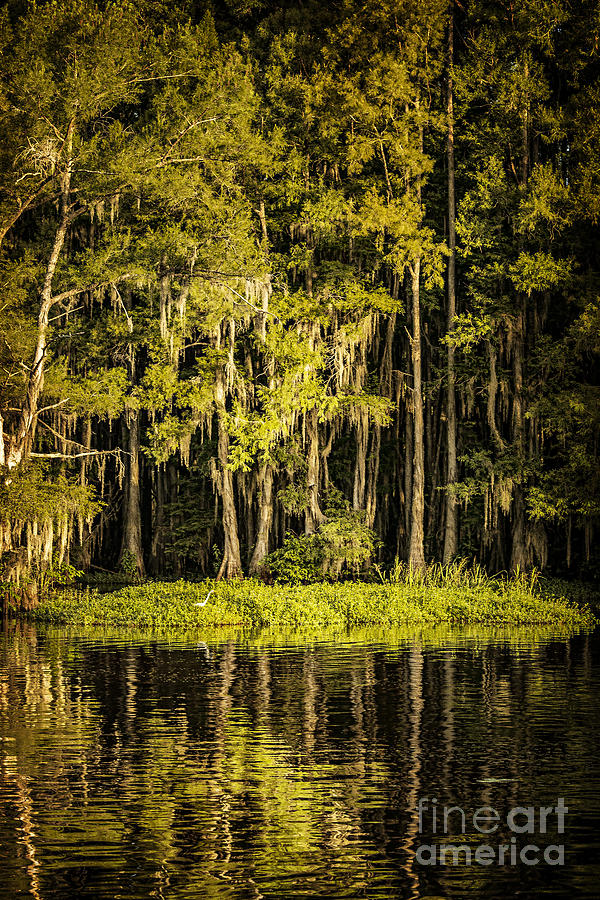 Egret on Caddo Lake II Photograph by Tamyra Ayles