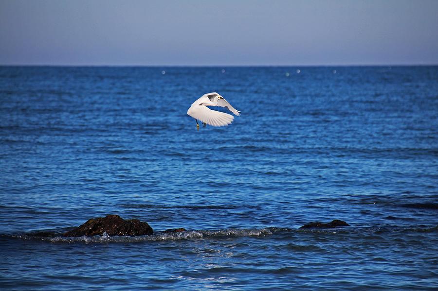 Egret on Caspersen Photograph by Michiale Schneider